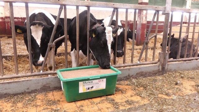 Feeding pregnant, dry cows, heifers: features, norms, diets