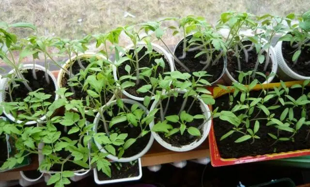 Feeding seedlings of peppers and tomatoes with folk remedies 