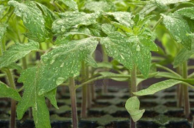 Feeding seedlings of peppers and tomatoes with folk remedies 