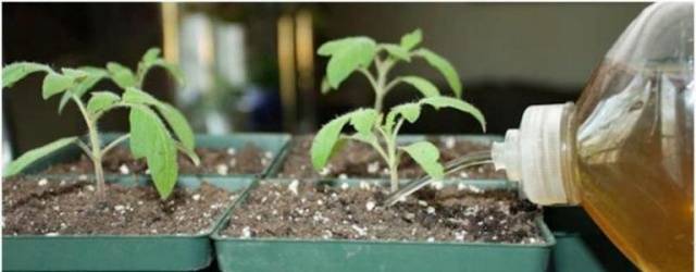 Feeding seedlings of peppers and tomatoes with folk remedies 