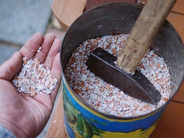 Feeding seedlings of peppers and tomatoes with folk remedies 