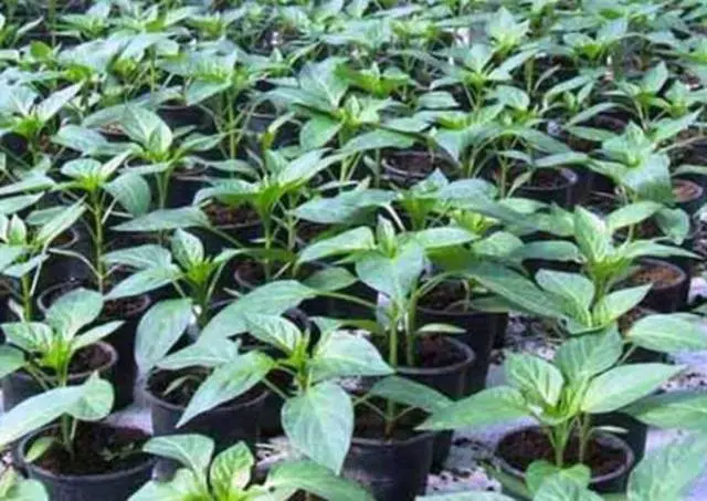 Feeding seedlings of peppers and tomatoes with folk remedies 