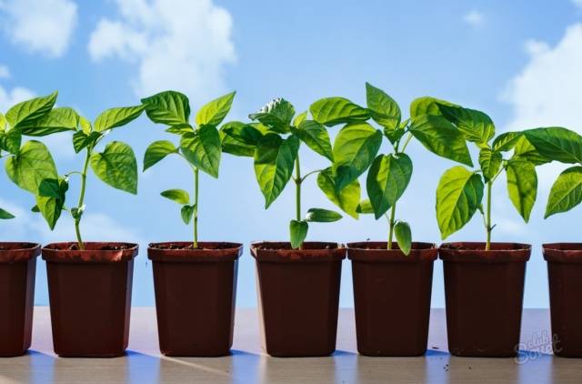 Feeding seedlings of peppers and tomatoes with folk remedies 