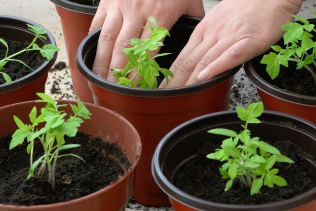 Feeding seedlings of peppers and tomatoes with folk remedies 