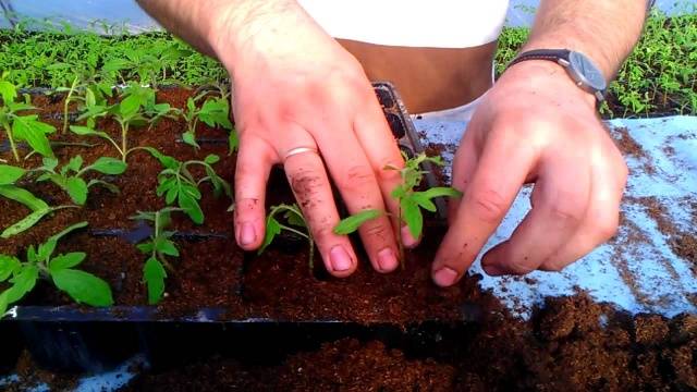 Feeding seedlings of peppers and tomatoes with folk remedies 