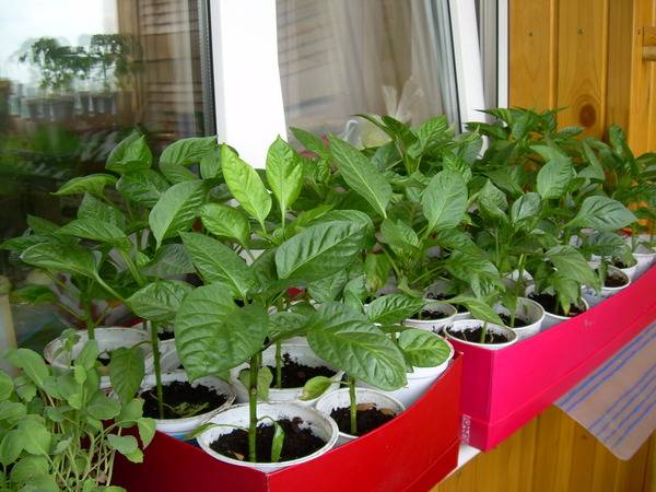 Feeding seedlings of peppers and tomatoes with folk remedies 