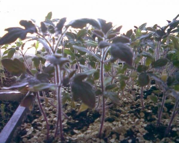 Feeding seedlings of peppers and tomatoes with folk remedies 