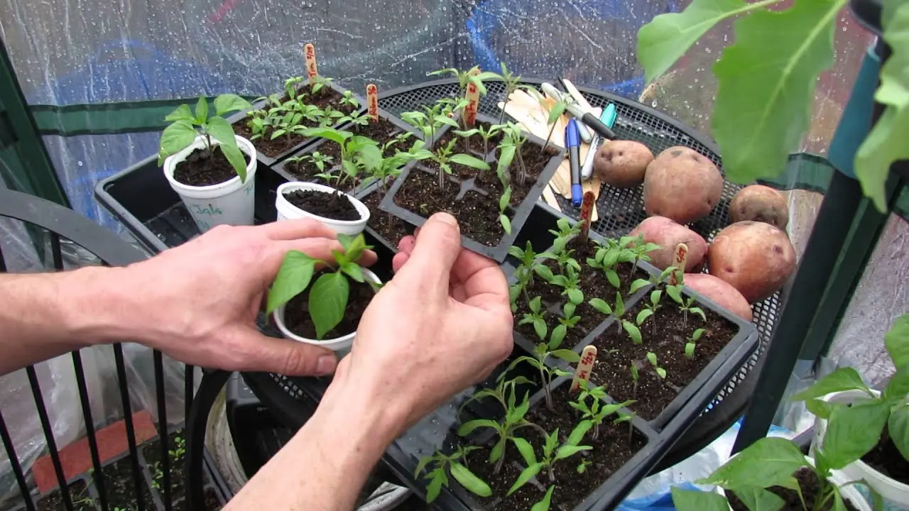 Feeding seedlings of peppers and tomatoes with folk remedies 