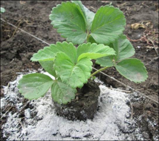 Feeding strawberries with boric acid, chicken manure