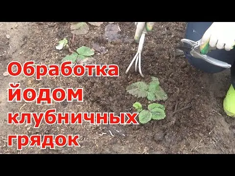 Feeding strawberries with boric acid, chicken manure