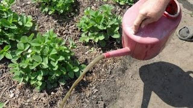 Feeding strawberries with boric acid, chicken manure