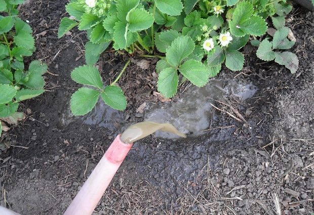 Feeding strawberries with boric acid, chicken manure