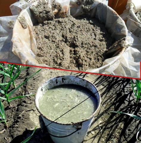 Feeding strawberries with boric acid, chicken manure