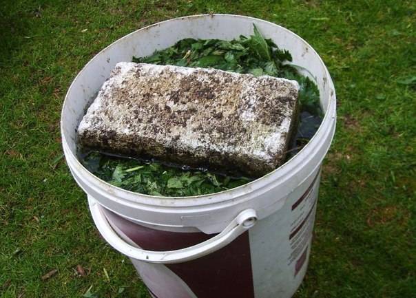 Feeding strawberries with boric acid, chicken manure