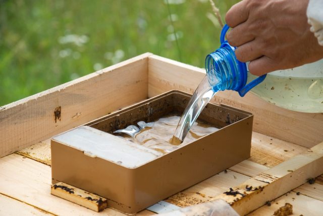 Feeding the bees in August