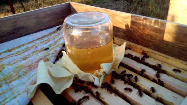 Feeding the bees in August