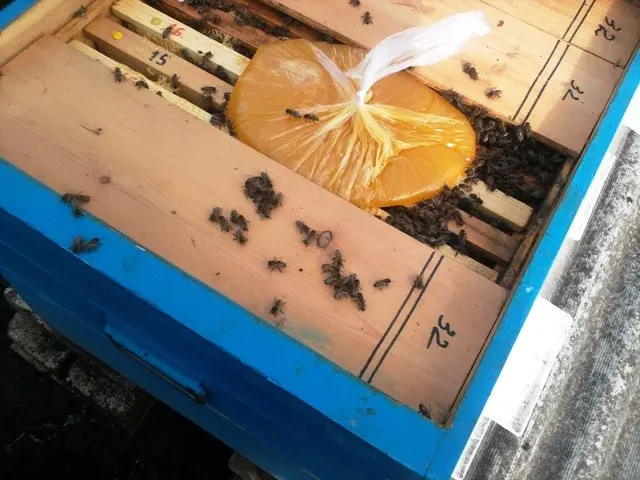 Feeding the bees in August