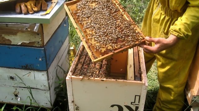 Feeding the bees in August