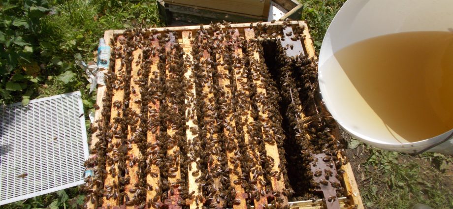 Feeding the bees in autumn