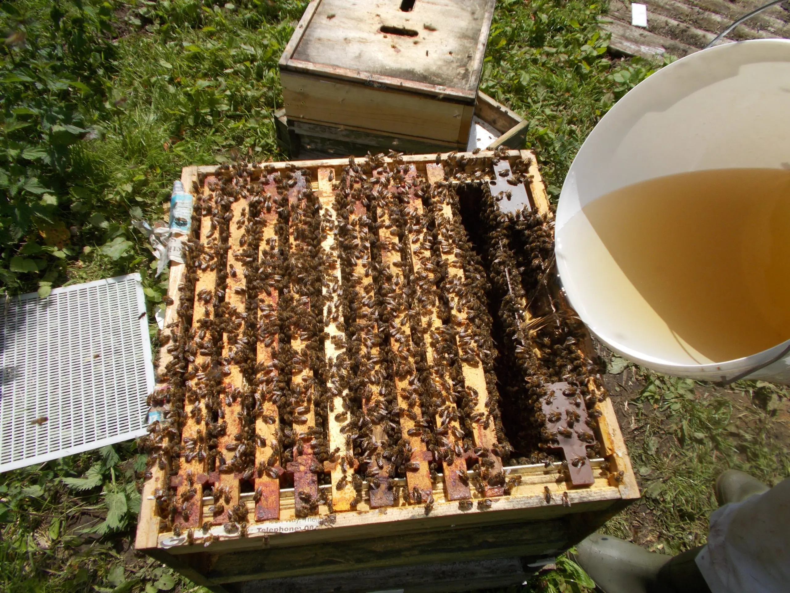 Feeding the bees in autumn