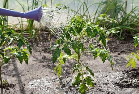 Feeding tomato seedlings with ash