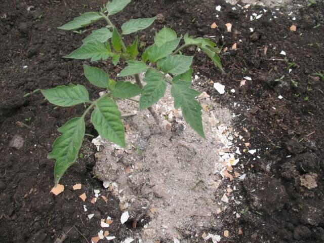 Feeding tomato seedlings with ash