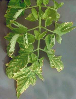 Feeding tomato seedlings with ash