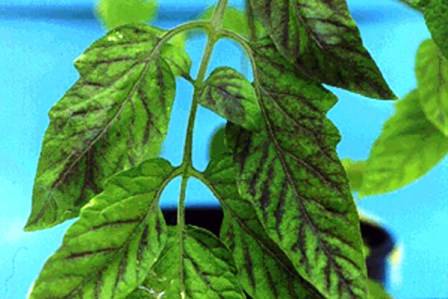 Feeding tomato seedlings with ash