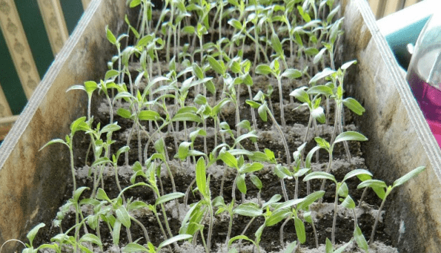 Feeding tomato seedlings with ash