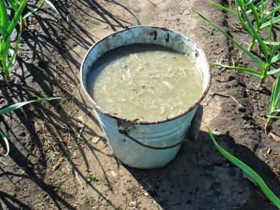 Feeding tomato seedlings with ash