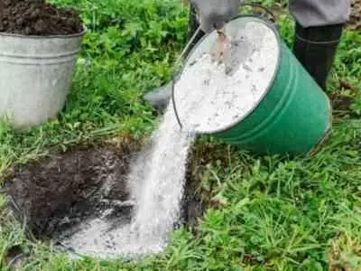 Feeding tomato seedlings with ash