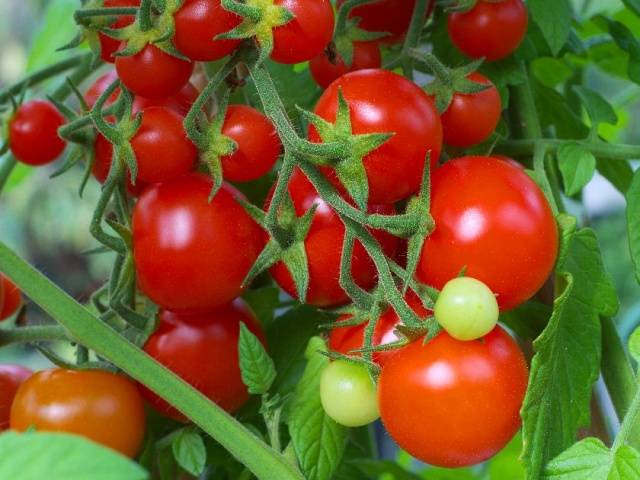 Feeding tomatoes after planting in the ground