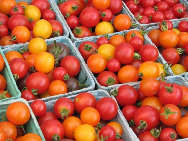 Feeding tomatoes after planting in the ground