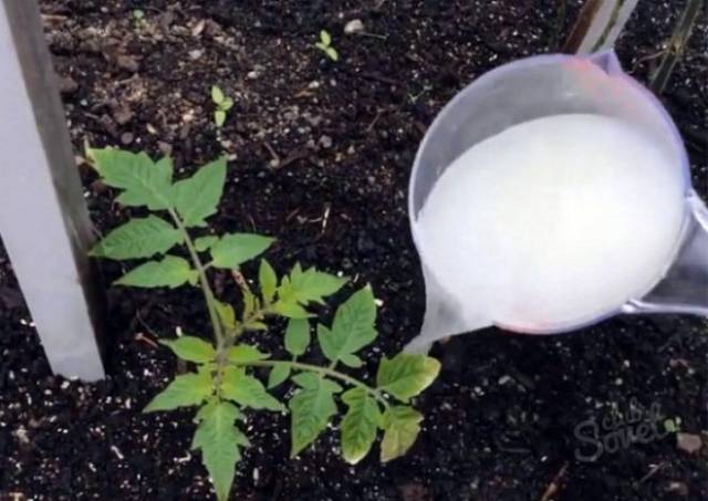 Feeding tomatoes after planting in the ground