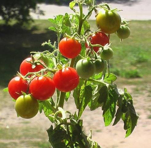 Feeding tomatoes after planting in the ground