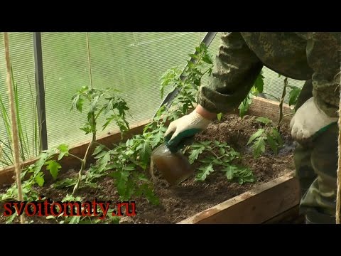 Feeding tomatoes after planting in the ground