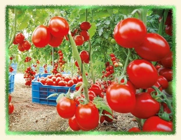 Feeding tomatoes after planting in the ground