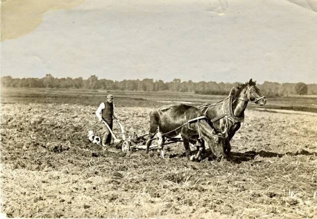 Feeding tomatoes after planting in the ground