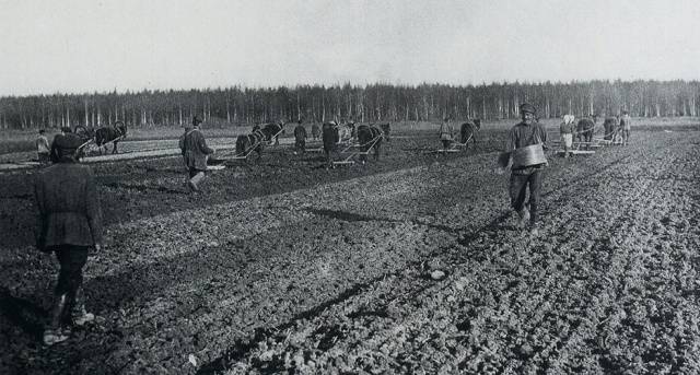 Feeding tomatoes after planting in the ground