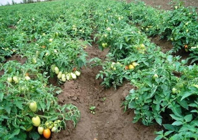 Feeding tomatoes after planting in the ground