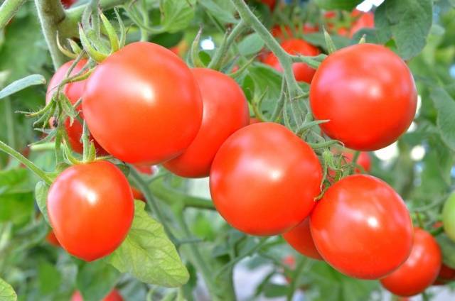 Feeding tomatoes after planting in the ground