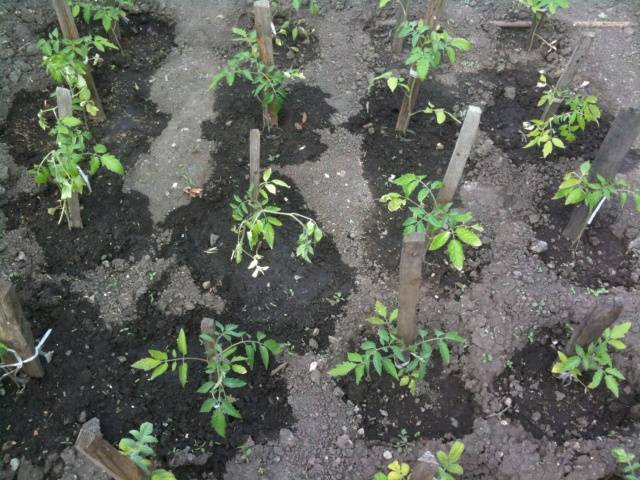 Feeding tomatoes after planting in the ground