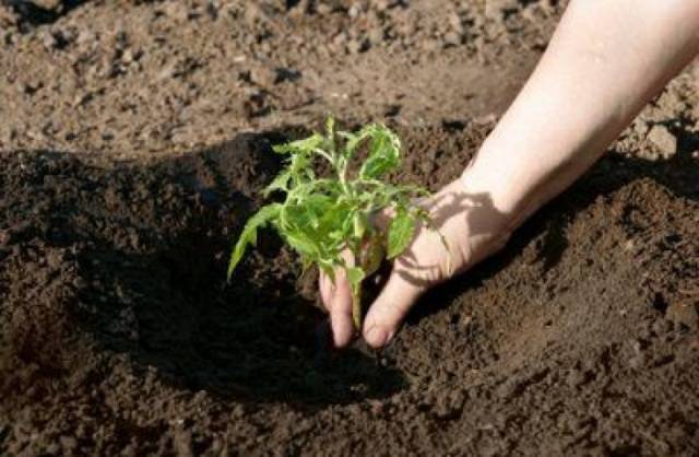 Feeding tomatoes after planting in the ground