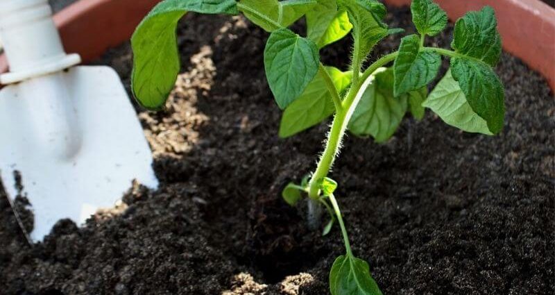 Feeding tomatoes after planting in the ground