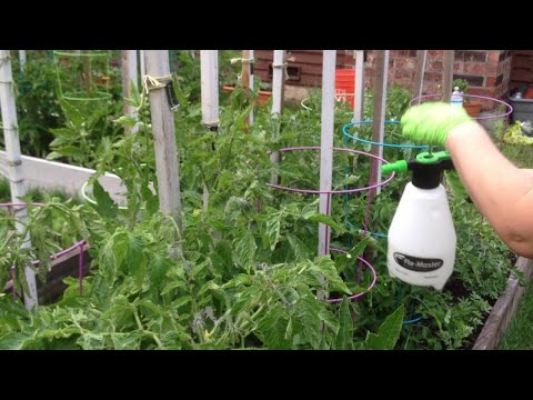 Feeding tomatoes with boric acid 