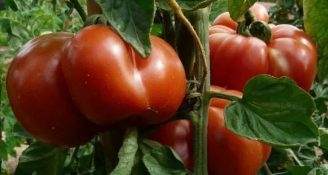 Feeding tomatoes with boric acid 