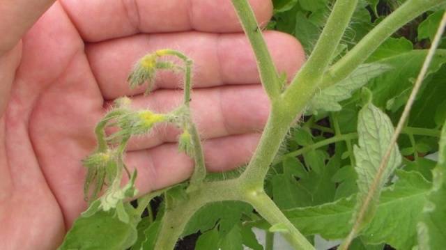 Feeding tomatoes with boric acid 