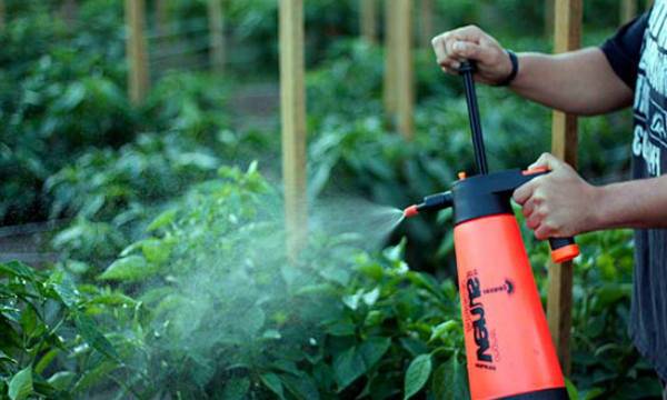 Feeding tomatoes with boric acid 