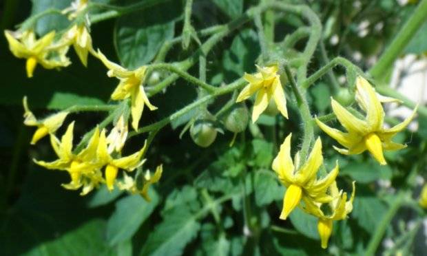 Feeding tomatoes with boric acid 