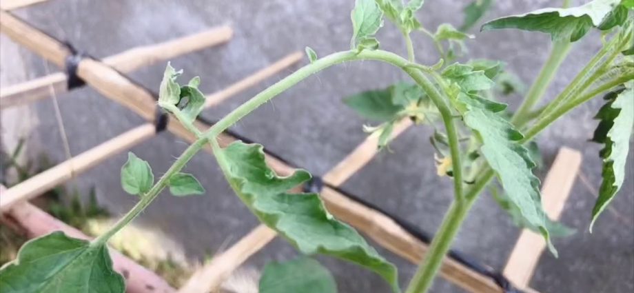 Feeding tomatoes with boric acid 